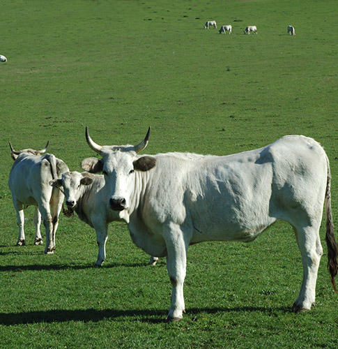 Tagli e Caratteristiche Carne Bovino IGP