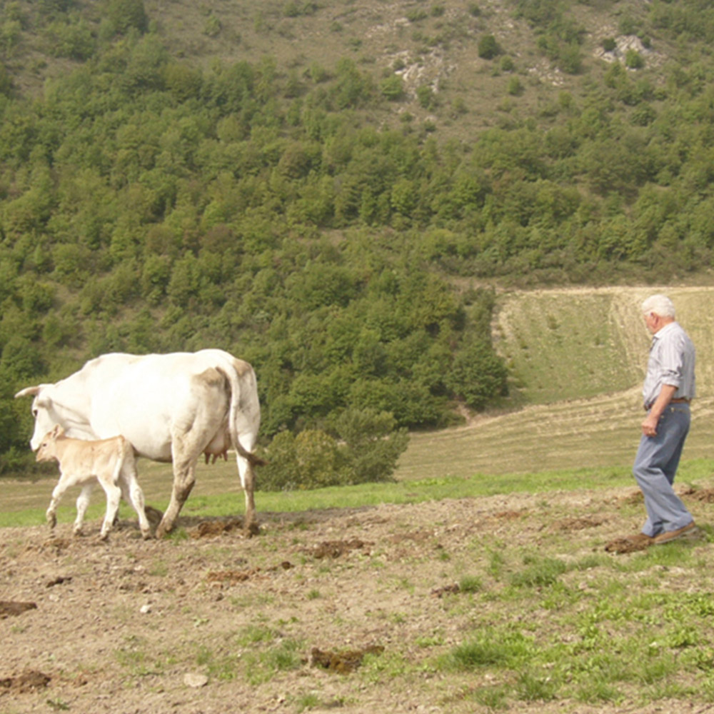 Diventa Allevatore Bovinmarche